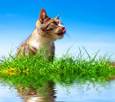 A cute, young cat licking it's lips