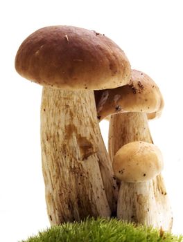 Mushrooms isolated on white. Ceps