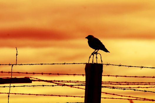 Bird sitting on prison fence at sunset.