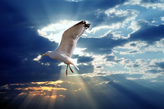 Symbolic image of a beautiful bird against majestic sky