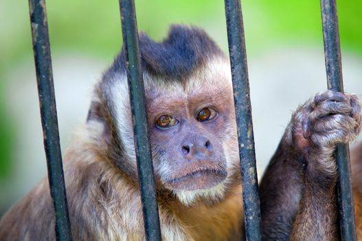 Monkey species Cebus Apella behind bars. Captivity concept etc