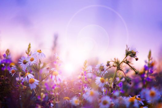 Spring flowers field at sunrise