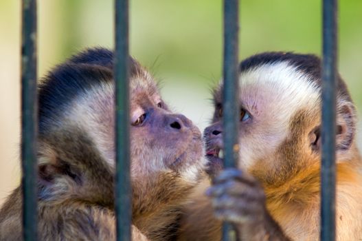 Monkey species Cebus Apella behind bars. Captivity concept etc