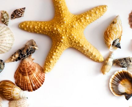 Starfish and shells isolated on white background