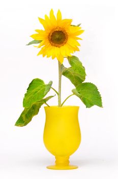 Sunflower in flowerpot. Fresh, clean natural flower isolated on white