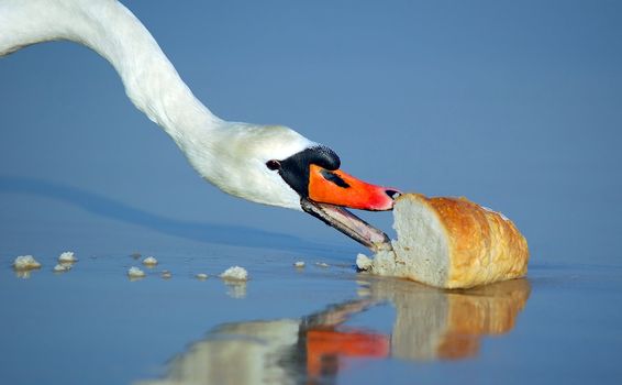Beautiful swan eating bread