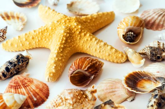Starfish and shells isolated on white background