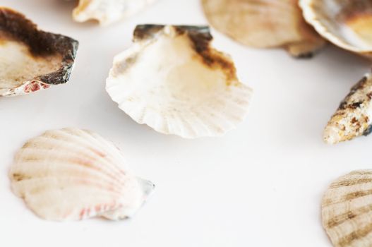 Sea shells isolated on white background