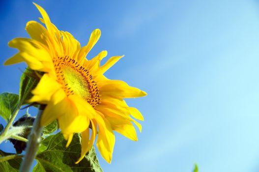 Sunflower in full bloom heading to sun, blue sky