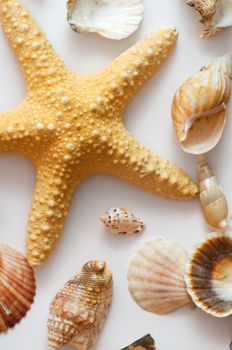 Starfish and shells isolated on white background