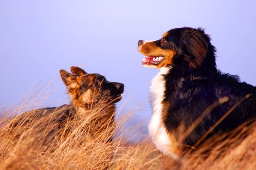 Bernese mountain dog playing with Alsatian