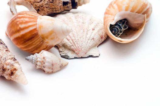 Sea shells isolated on white background