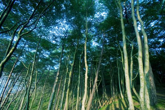 Old forest, trees climbing to sky