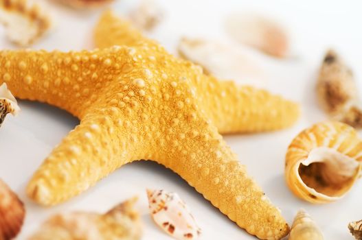 Starfish and shells isolated on white background