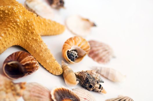 Starfish and shells isolated on white background