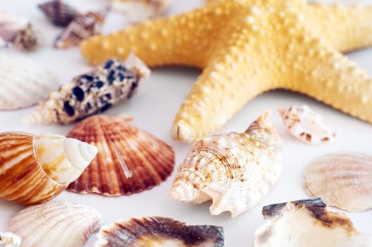 Starfish and shells isolated on white background