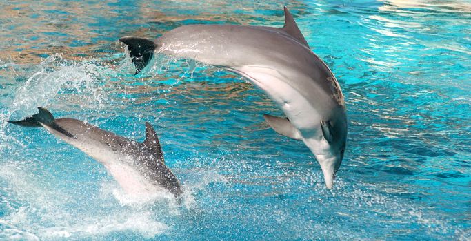 Two dolphins show