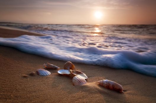 Waves approaching sea shells lying on sand during sunset