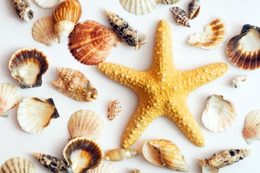 Starfish and shells isolated on white background