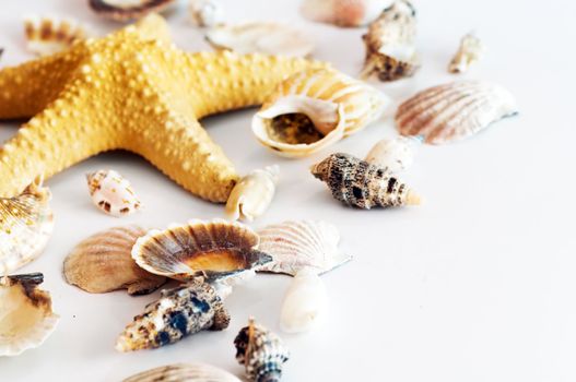 Starfish and shells isolated on white background