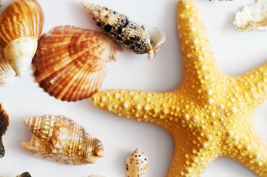 Starfish and shells isolated on white background
