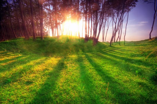 Green park at sunset with sun beams and long shadows from trees.
