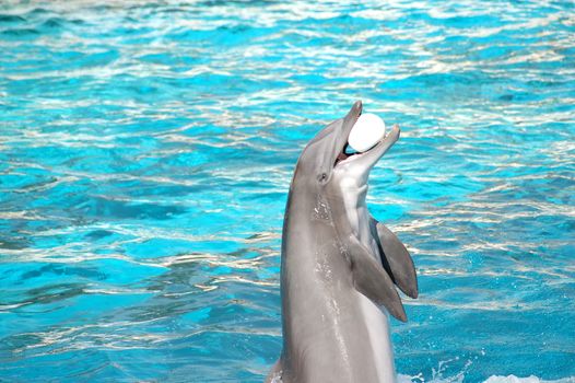 Dolphin plays with ball