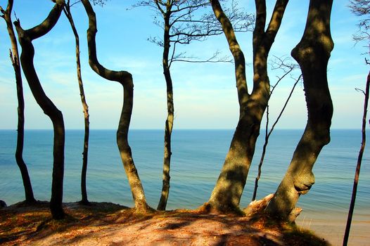 Forest coast. Trees on the first plane and sea in the background