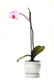 Beautiful blossoming orchid in flowerpot isolated on white