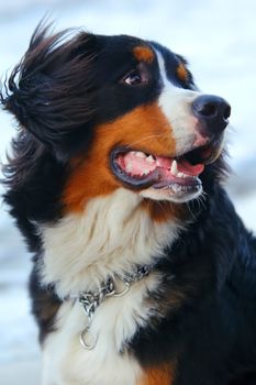 Beautiful dog portrait. Bernese Mountain Dog