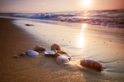 Waves approaching sea shells lying on sand during sunset