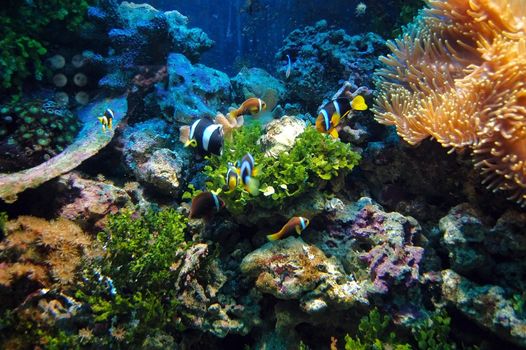 Underwater background - fishes and coral