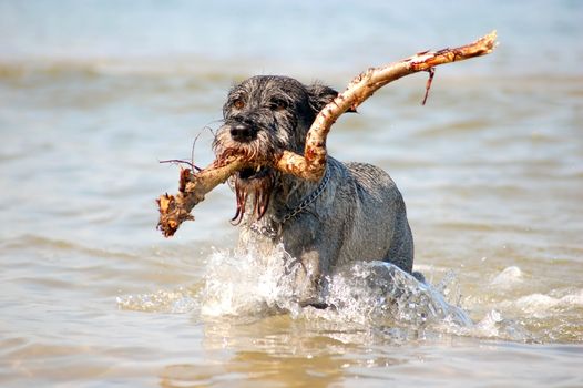 Dog Schnauzer having fun in the sea