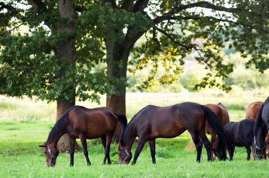 Beautiful horses on the field. Wildlife