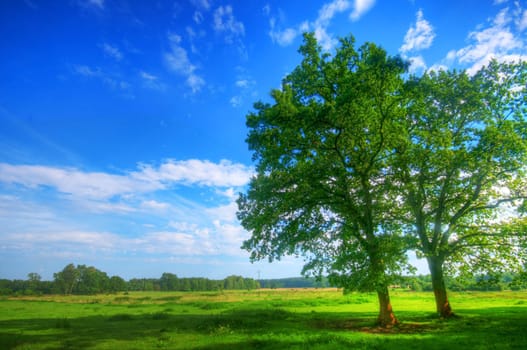 Tree on green summer field