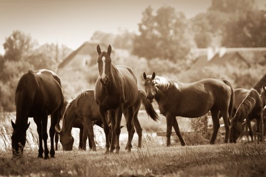 Beautiful horses on the field. Wildlife