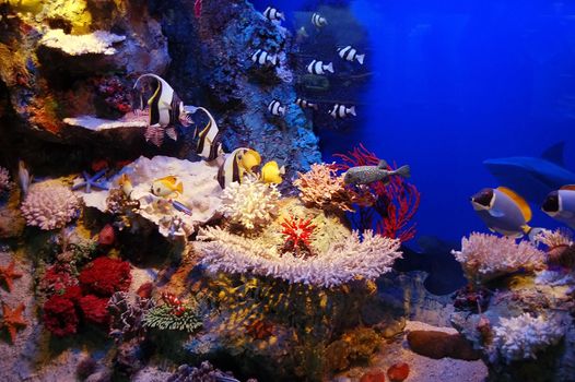 Underwater background - fishes and coral