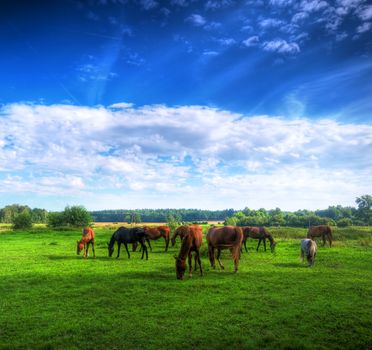 Beautiful wild horses on the perfect field. 