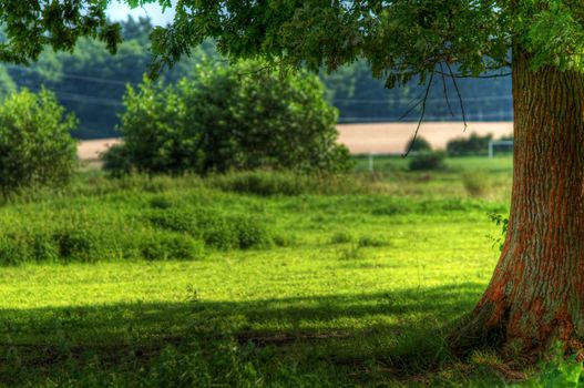 Tree on green summer field