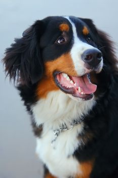 Beautiful dog portrait. Bernese Mountain Dog