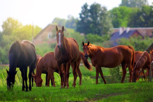 Beautiful horses on the field. Wildlife