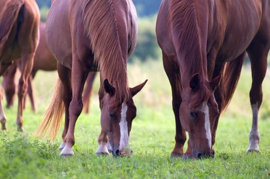 Beautiful horses on the field. Wildlife
