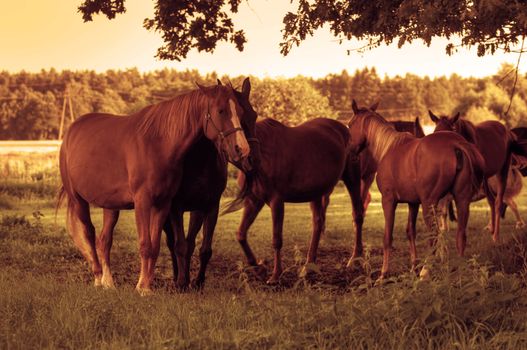 Beautiful horses on the field. Wildlife