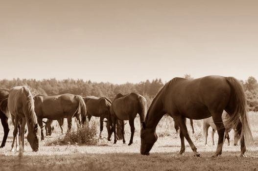 Beautiful horses on the field. Wildlife