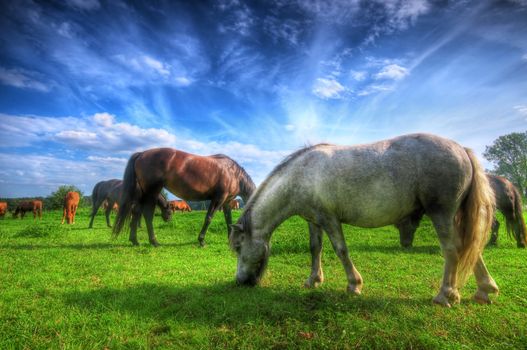 Beautiful wild horses on the perfect field.