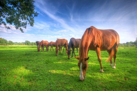 Beautiful wild horses on the summer field. 