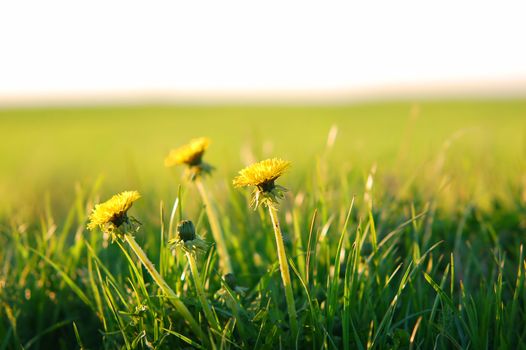 Fresh spring meadow with dandelion in fresh grass. Copy space above