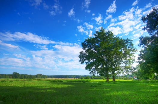 Tree on green summer field