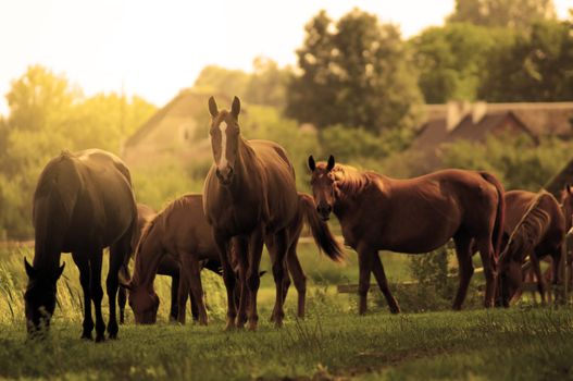 Beautiful horses on the field. Wildlife