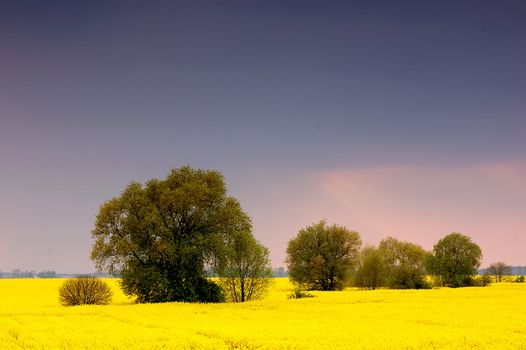 Spring sunset scenery. Rape field